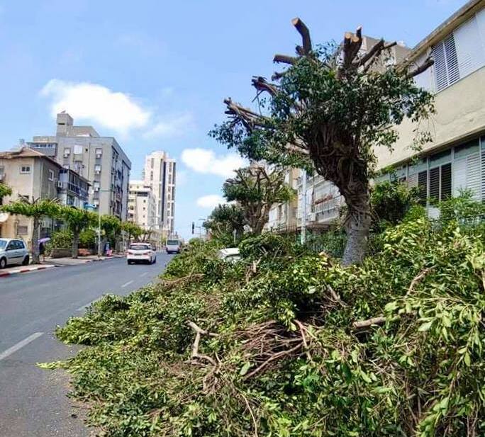 Обрезка деревьев на улицах Бат-Яма