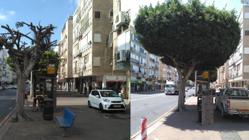 Дерево у автобусной остановки на ул. Бальфур до и после обрезки