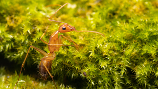הנמלה הצהובה המשוגעת