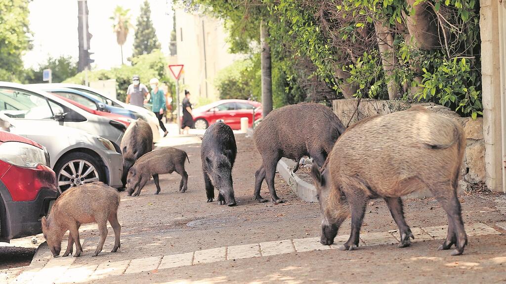 חזירי בר ברחובות חיפה