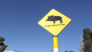 שלט חזירי בר בחיפה