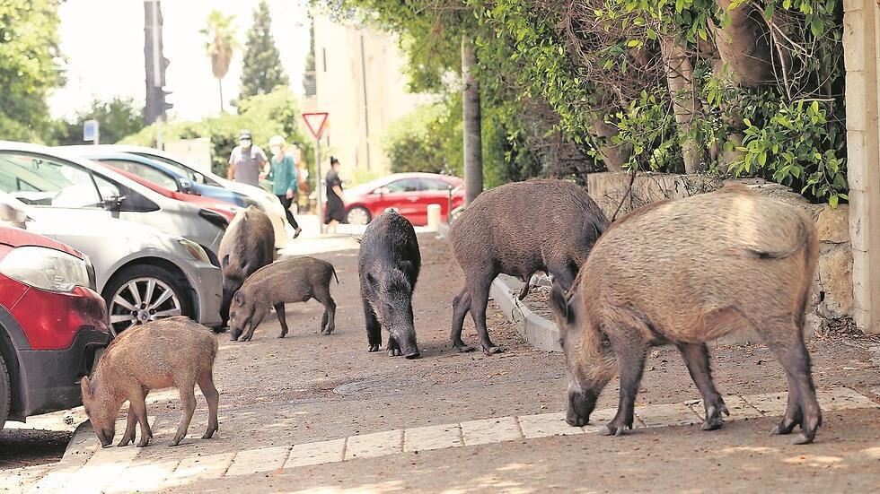 Wild boar roaming through the streets of Haifa 