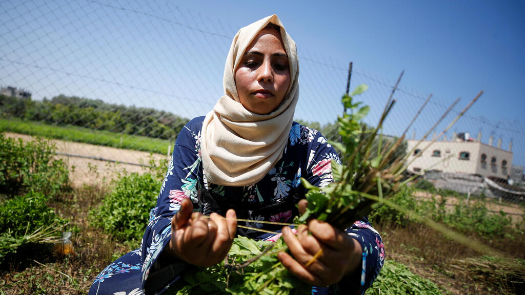 A Palestinian woman collects mint in her family land, in Beit Lahiya town in the northern Gaza