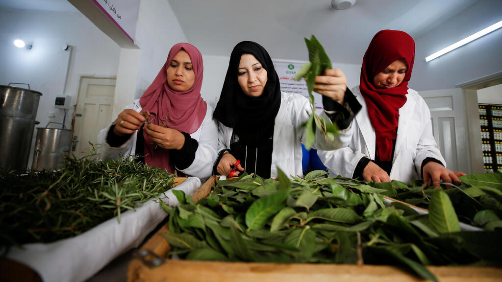 alestinian women collect tree leaves in Gaza