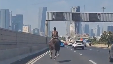 סוס דוהר בנתיבי איילון