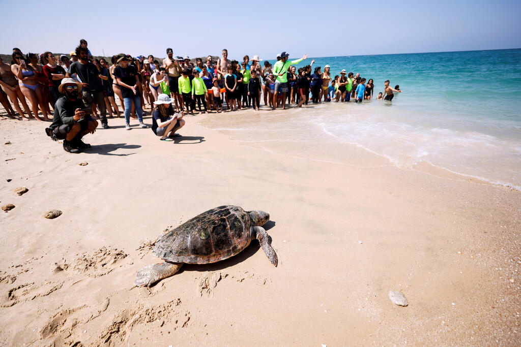 A loggerhead sea turtle makes her way back to sea at the National Sea Turtle Rescue Center in Palmahim, August 5, 2021 
