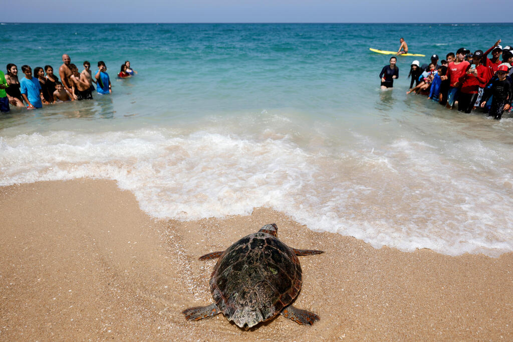 A loggerhead sea turtle makes her way back to sea at the National Sea Turtle Rescue Center in Palmahim, August 5, 2021 