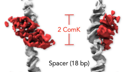 מיפוי באמצעות מיקרוסקופיית אלקטרונים קריוגנית של הדי-אן-אי החיידקי (אפור): מבט חזיתי (משמאל) ובזווית של 90 מעלות (מימין). חלבוני ComK (אדום) הקשורים לשני אתרי הקישור מתקשרים אלה עם אלה באמצעות מקטע הדי-אן-אי שביניהם