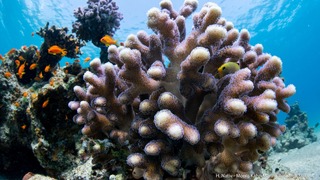 אלמוגים במפרץ אילת