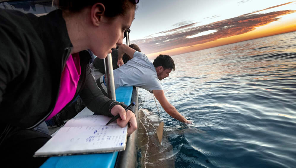 Leigh Kroeger (left) and Eyal Bigal study sharks off Israel’s Hadera coast