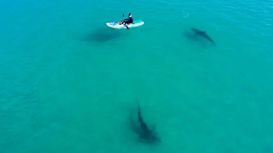 A researcher in a kayak studies sharks in the shallow waters near Hadera, Israel
