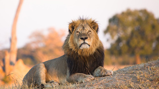 אריה בפארק הלאומי הוואנגה שבזימבבואה