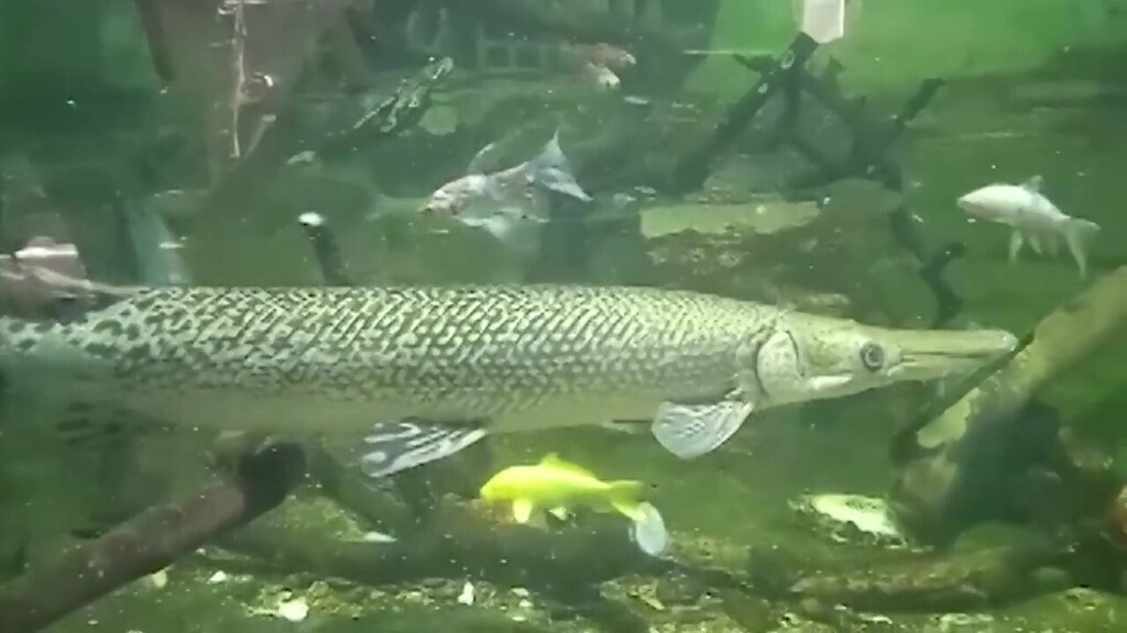 Панцирная щука в аквариуме торгового центра (Фото: минсельхоз) דג טורף מסוג תנין במרכז קניות בשפלה