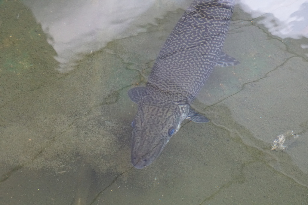 Панцирная щука в аквариуме торгового центра (Фото: минсельхоз) דג טורף מסוג תנין במרכז קניות בשפלה