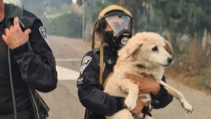רס״ר ליאור מלול מ יס״מ ירושלים הצילה כלב מ בית בוער ב שריפות ב הרי ירושלים
