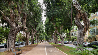 עצי פיקוס בתל אביב