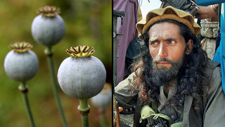 לוחם טליבאן צמח פרג אופיום ב אפגניסטן