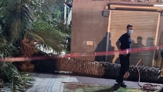 אישה נהרגה בקריסת עץ בטבריה