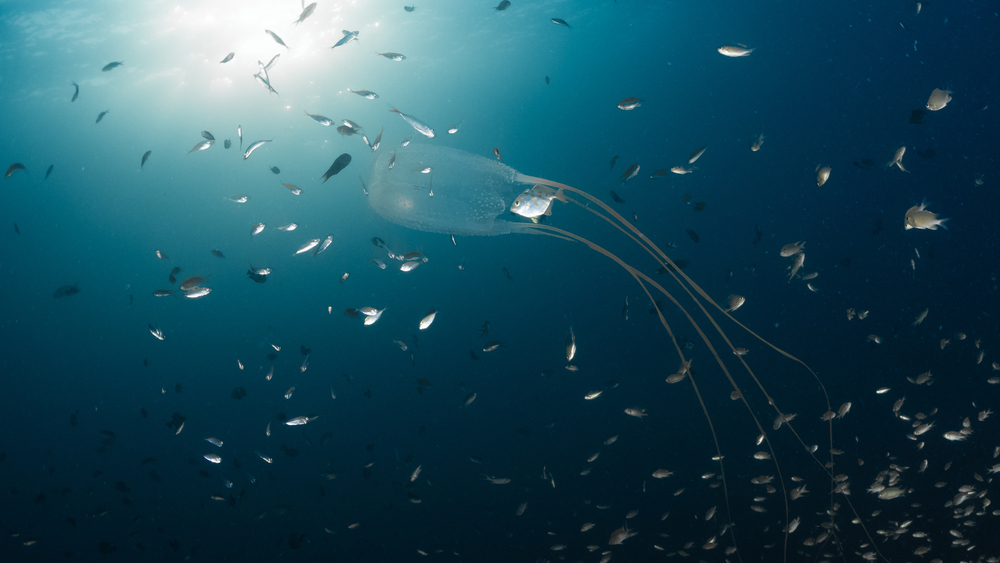 Кубическая медуза (Фото: shutterstock) מדוזת קובייה מול חופי תאילנד