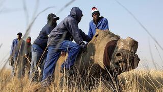 הקרנף משוחרר לאחר הסרת הקרן