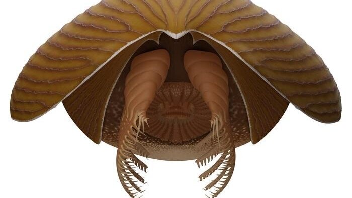 הדמיה של המאובן בן יותר מחצי מיליארד שנים