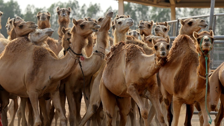 The Reproductive Biotechnology Center turns out around 20 camel calves per year