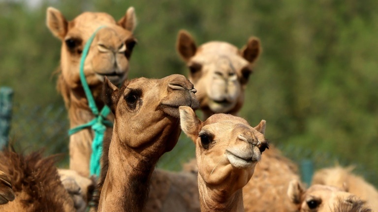  cloned camel calves are big earners in the Gulf region