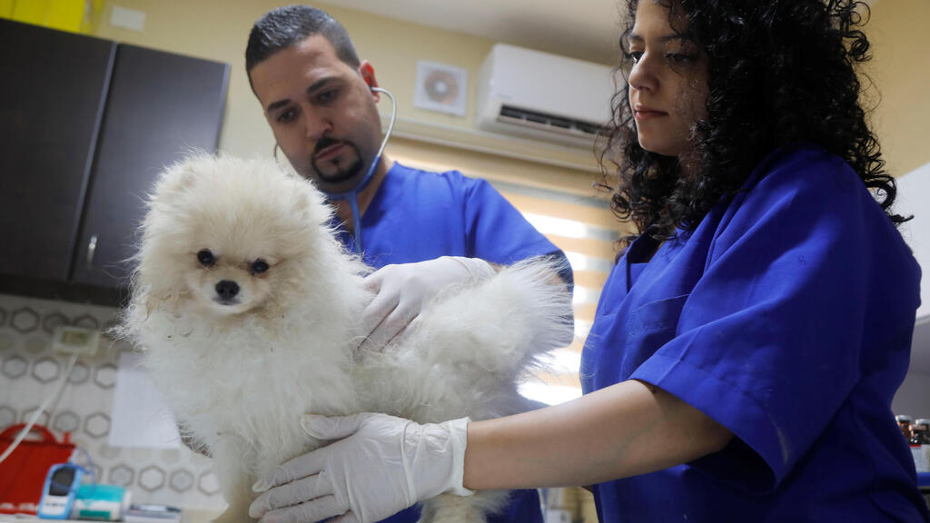 Palestinian veterinarian Ahmad Amad examines a dog at Royal Care Vet Clini