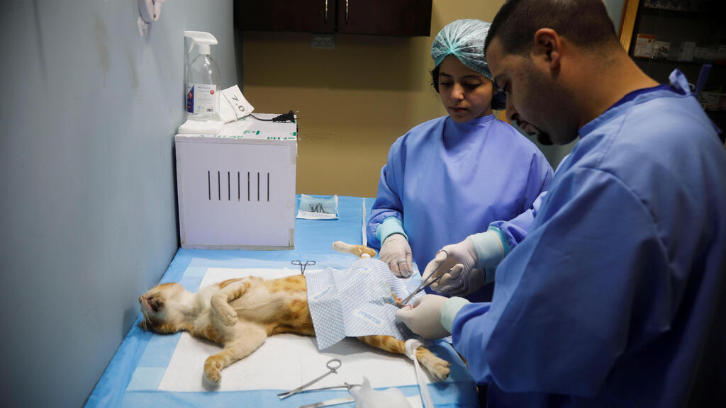 Palestinian veterinarian Ahmad Amad performs surgery on a cat at Royal Care Vet Clinic