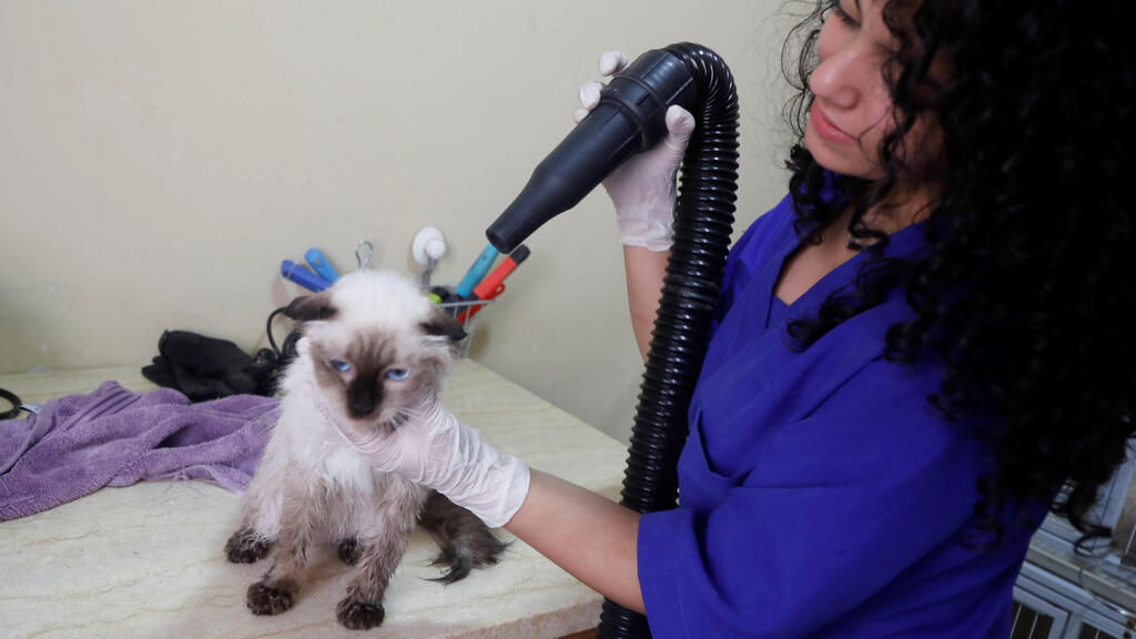 A staff member blow-dries a cat's hair after a bath at Royal Care Vet Clinic that offers animals medical and grooming care, in Nablus, West Bank