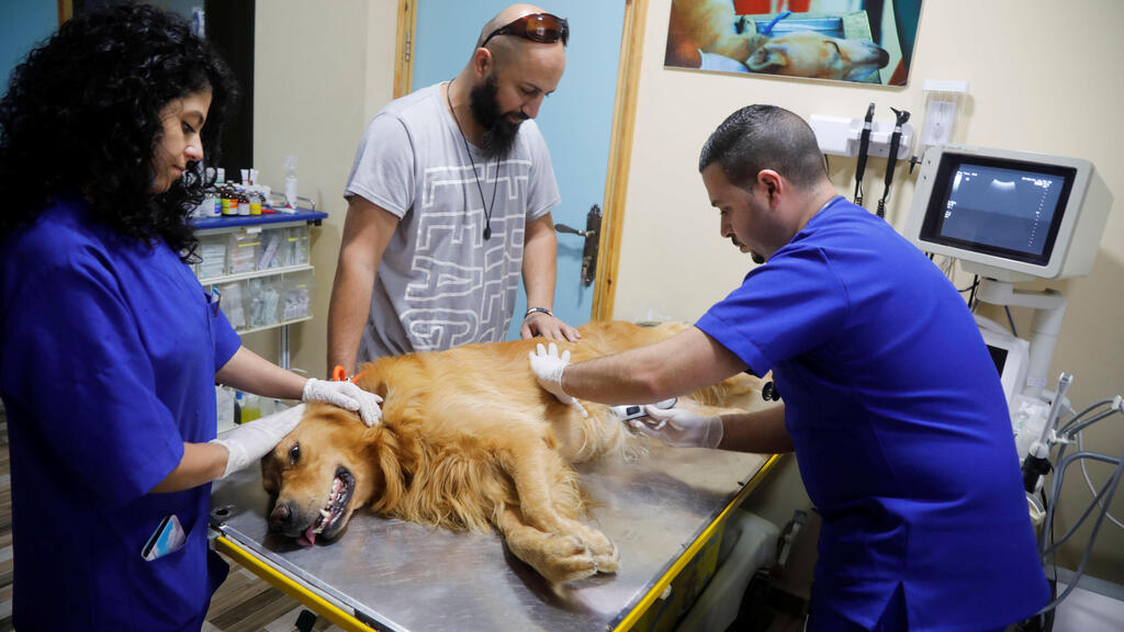 Palestinian veterinarian Ahmad Amad conducts an ultrasound on a dog at Royal Care Vet Clinic