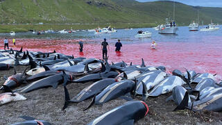 הרג דולפינים באיי פארו
