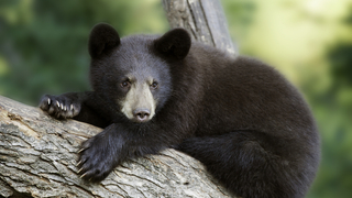 מבלה בין חמישה לשבעה חודשים בתרדמת חורף, ובזמן הזה לא שותה או אוכל כלל. דוב שחור