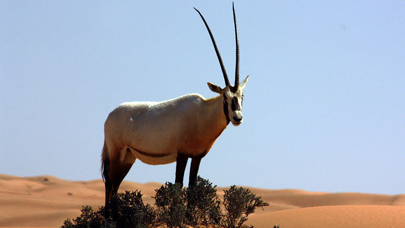 An Arabian oryx