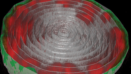 מימין: דימות מיקרוסקופ של גרעין תא שריר ברימת זבוב הפירות. שרשראות הדי-אן-אי (באדום) צמודות למעטפת הגרעין (בירוק). משמאל: הדמיית תלת-ממד של הסידור המרחבי המקובל המזכיר קערת מרק עשירה באטריות