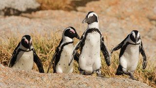 פינגווינים אפריקנים בדרום אפריקה