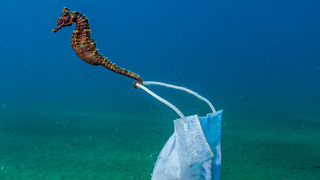 A seahorse clings to a face mask.  Stratoni, Greece