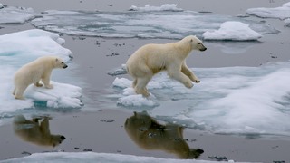 דובי קוטב על קרחונים נמסים, אולי הסמל של משבר האקלים