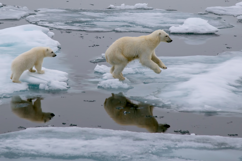 דובי קוטב על קרחונים נמסים, אולי הסמל של משבר האקלים
