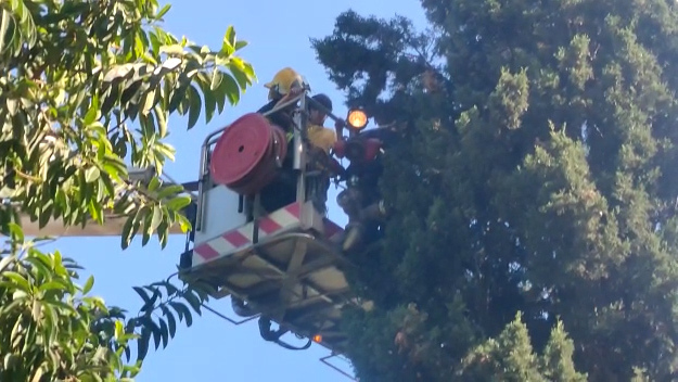 תיעוד חילוץ ילד שטיפס על עץ בחיפה