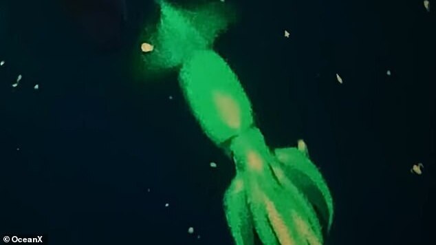 דיונון רחף גדול תועד בים סוף ליד ספינה שטבעה על ידי צוות מחקר