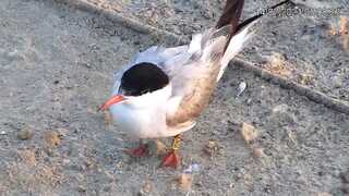 שחפית הים שאותרה בתימן, בתצלום מיולי 2021