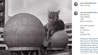 מתוך עמוד האינסטגרם Cats of Brutalism