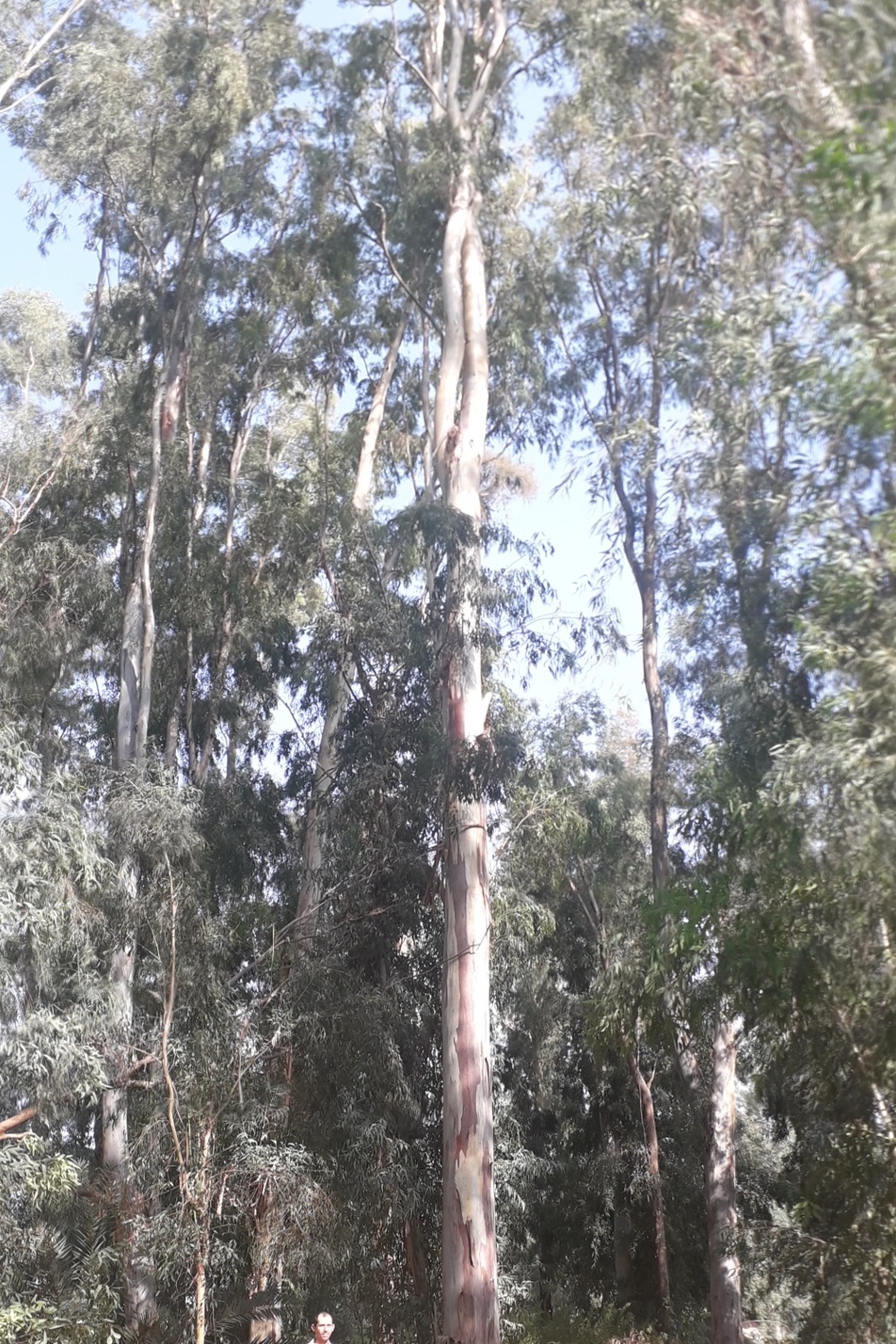 Israel's tallest trees