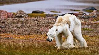 דוב הקוטב מורעב וחלש