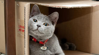 חתול שאוהב להיכנס לקופסאות