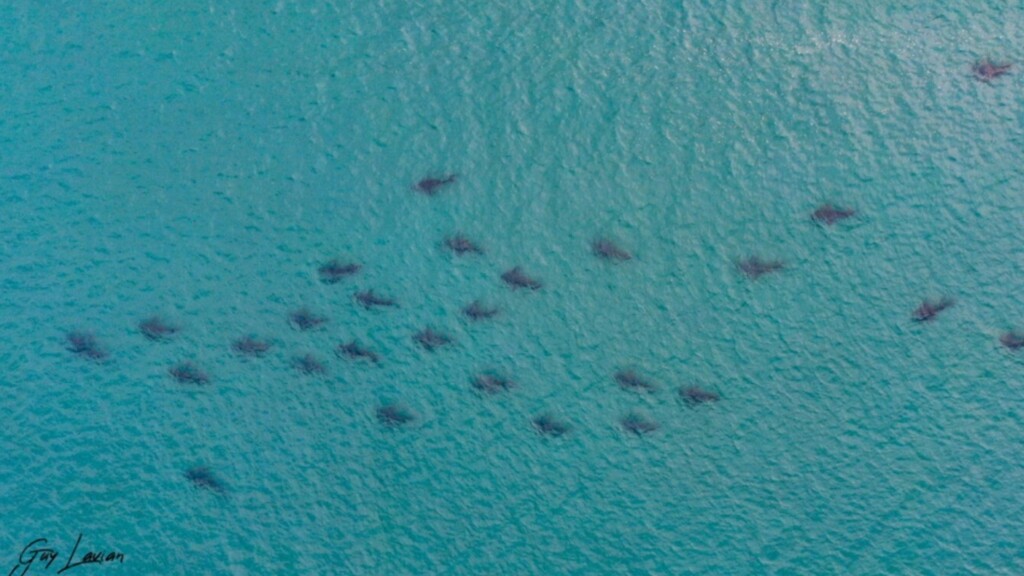 Акулы у берегов Хадеры 
