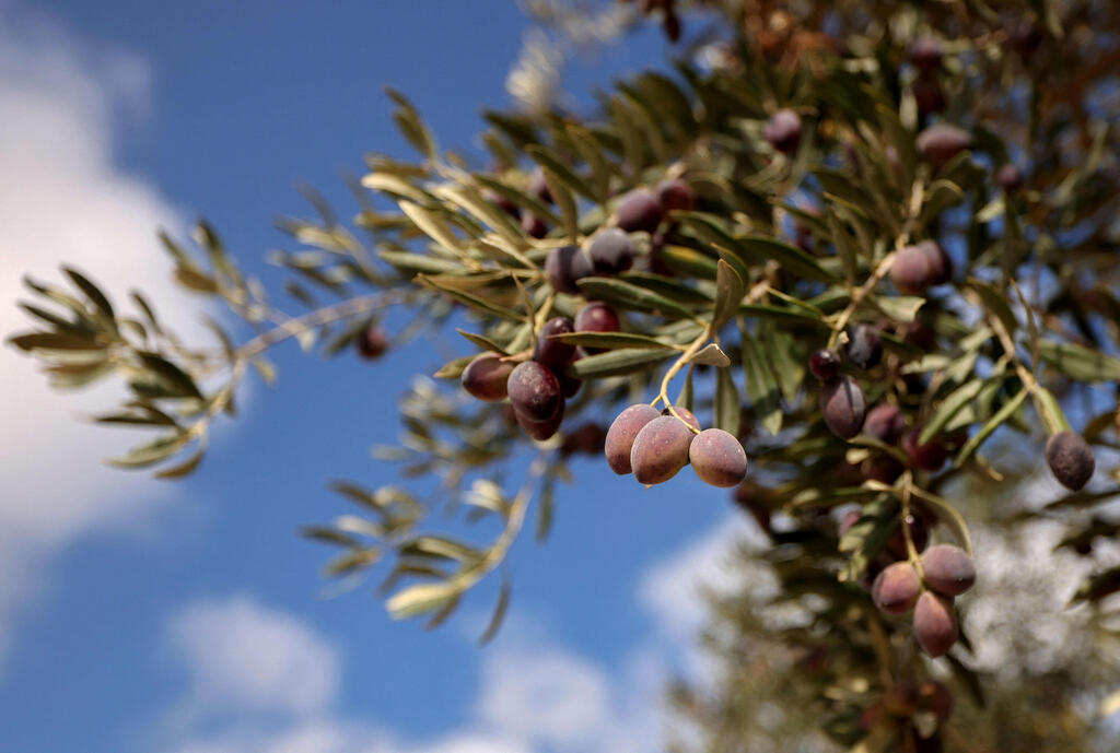 Olives wait to be harvested at Dalal Sawalmeh's family orchard in the northern West Bank town of Asira al-Shamaliya 