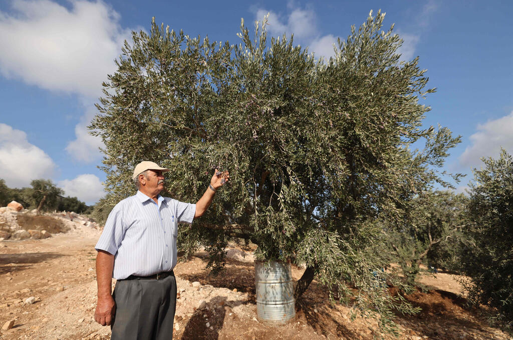 Mohammed Amer Hammoudi, 67, touches one of his irrigated olive tree in his orchard in the northern West Bank town of Asira al-Shamaliya 