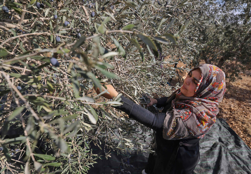 Dalal Sawalmeh picks olives at her family's orchard 